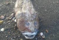 На побережье Каспия в Набрани обнаружена необычная рыба